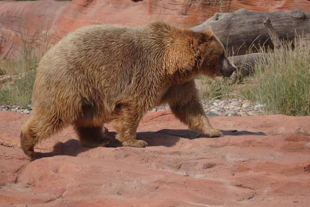 bear